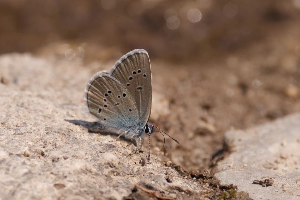 Entrambi Cupido minimus?